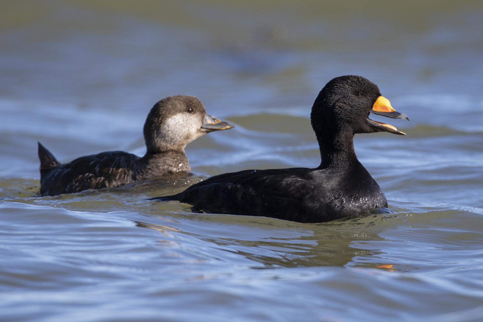 macreuse-a-bec-jaune-black-scoter