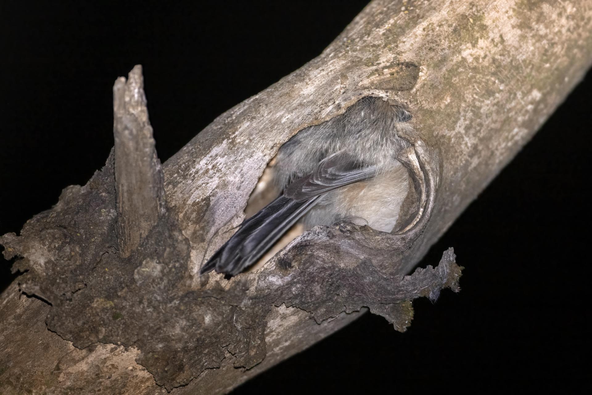 mesange-a-tete-noire-black-capped-chickadee