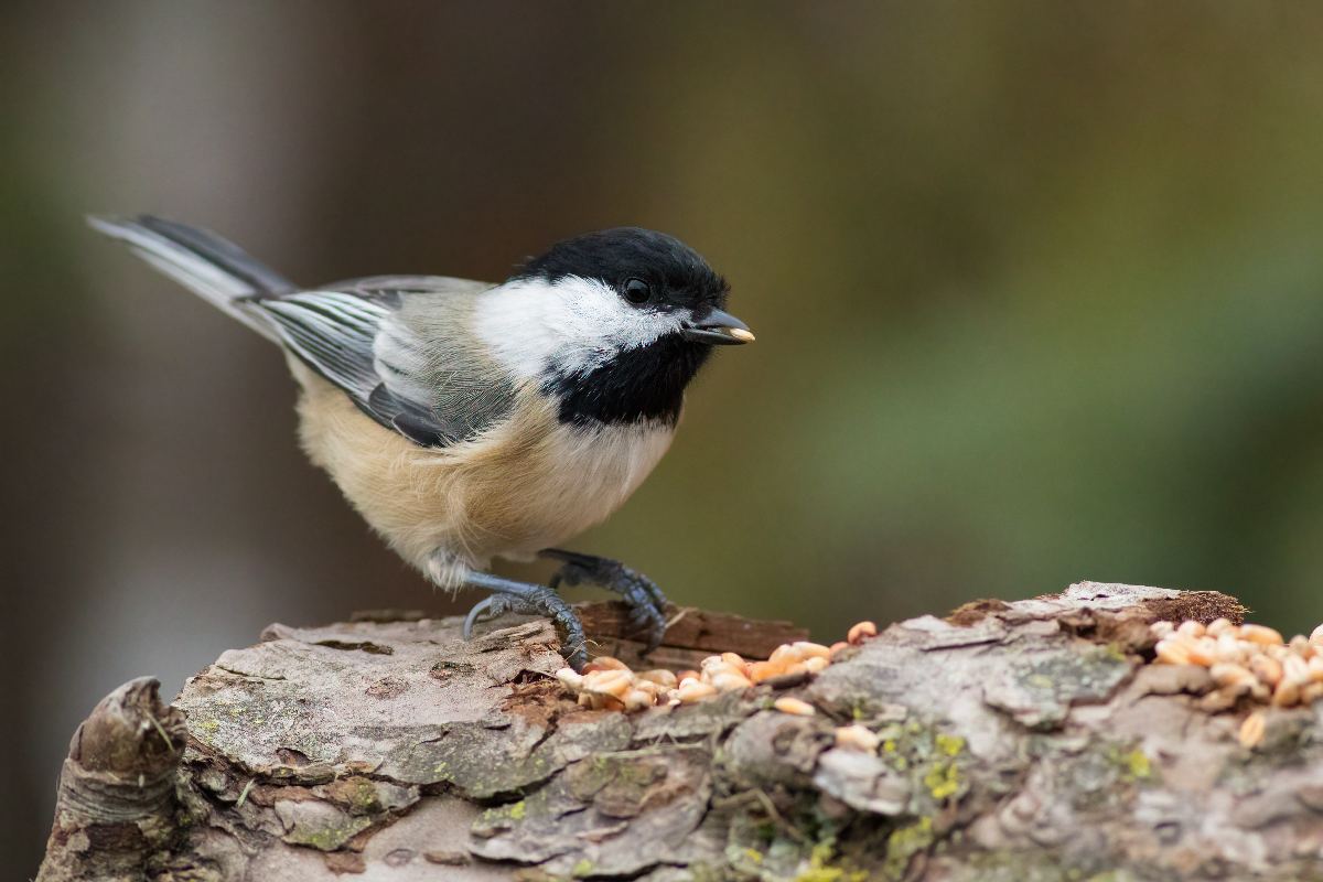 Mésange à tête noire | Oiseaux | Mésanges du Québec