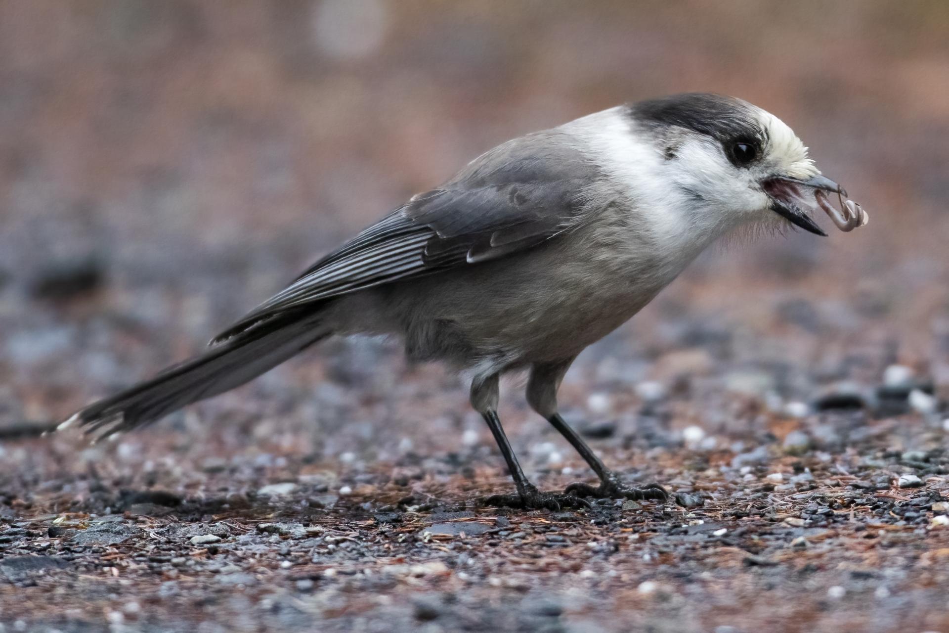mesangeai-du-canada-gray-jay