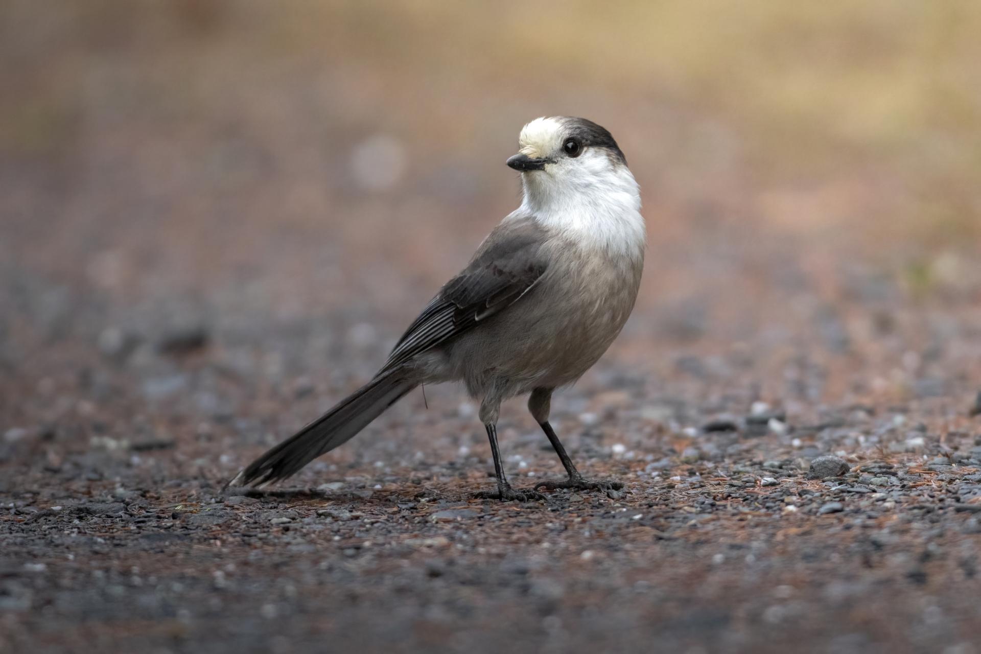 mesangeai-du-canada-gray-jay