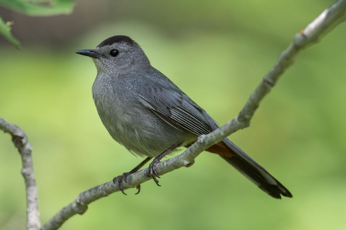 moqueur-chat-grey-catbird