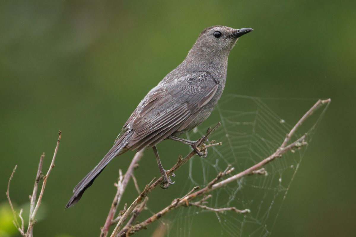 moqueur-chat-grey-catbird