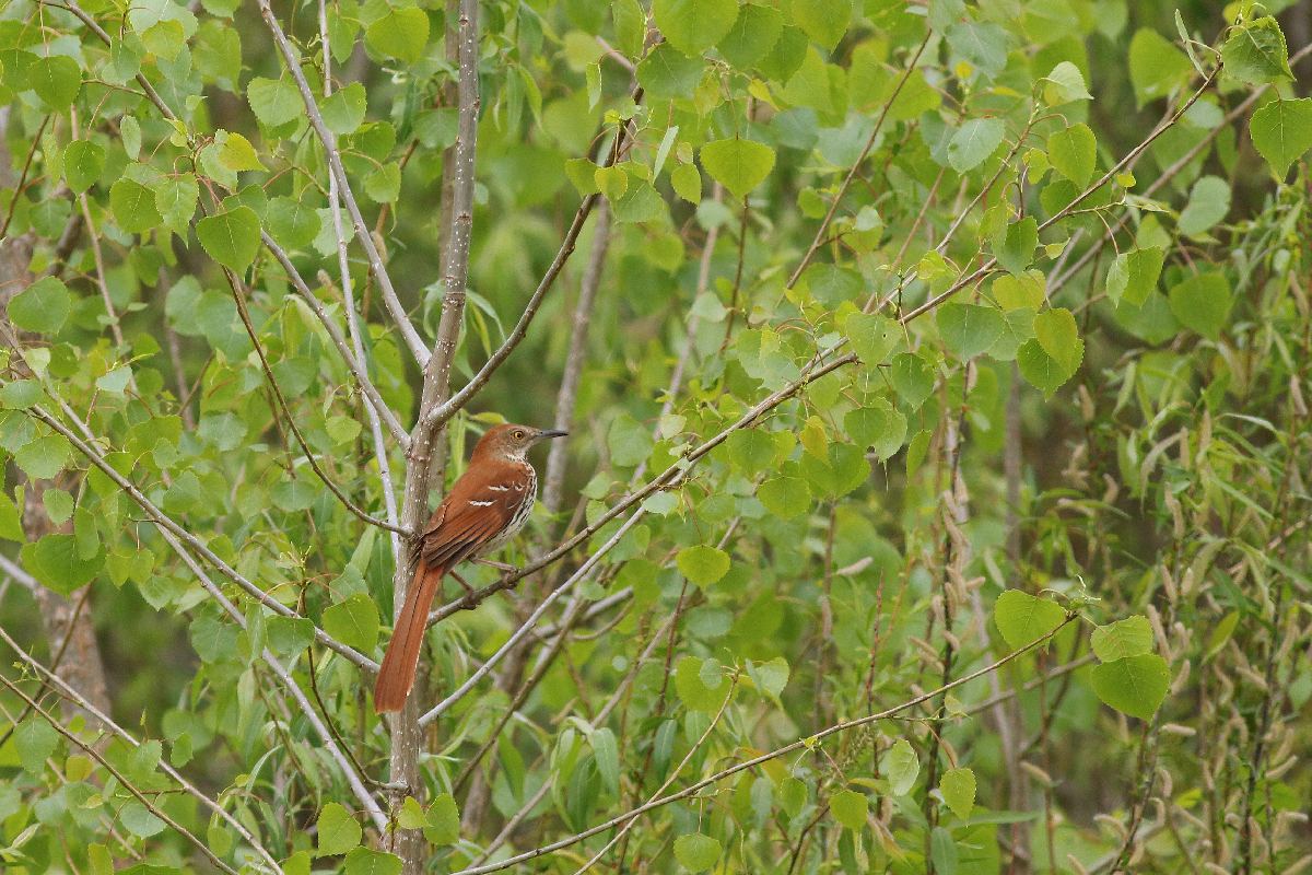 moqueur-roux-brown-thrasher