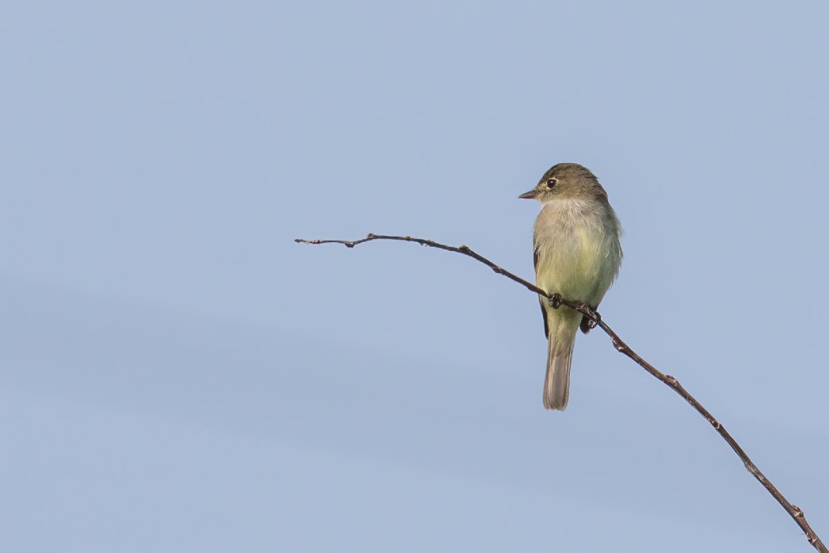 moucherolle-des-aulnes-alder-flycatcher