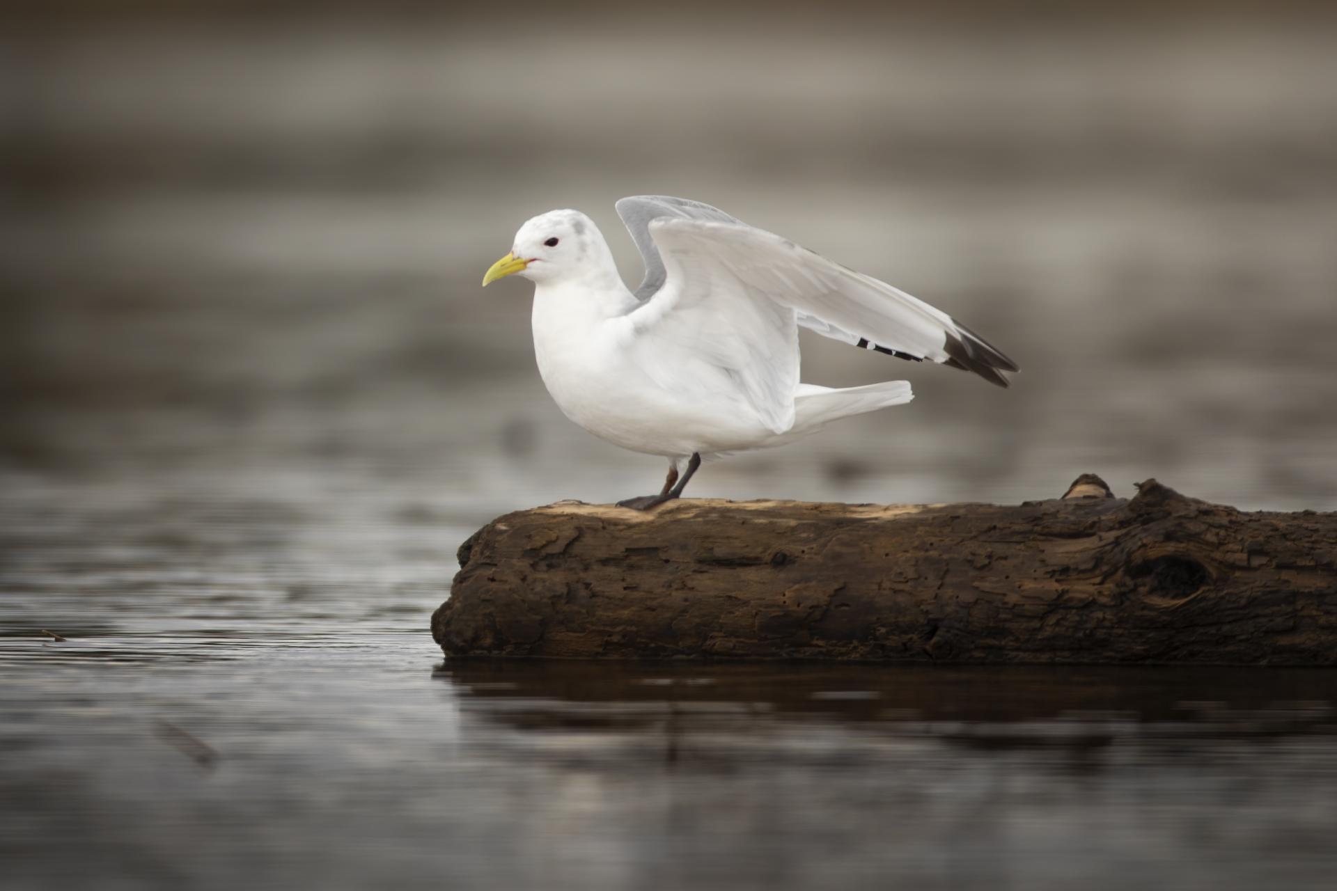 mouette-tridactyle-black-legged-kittiwake
