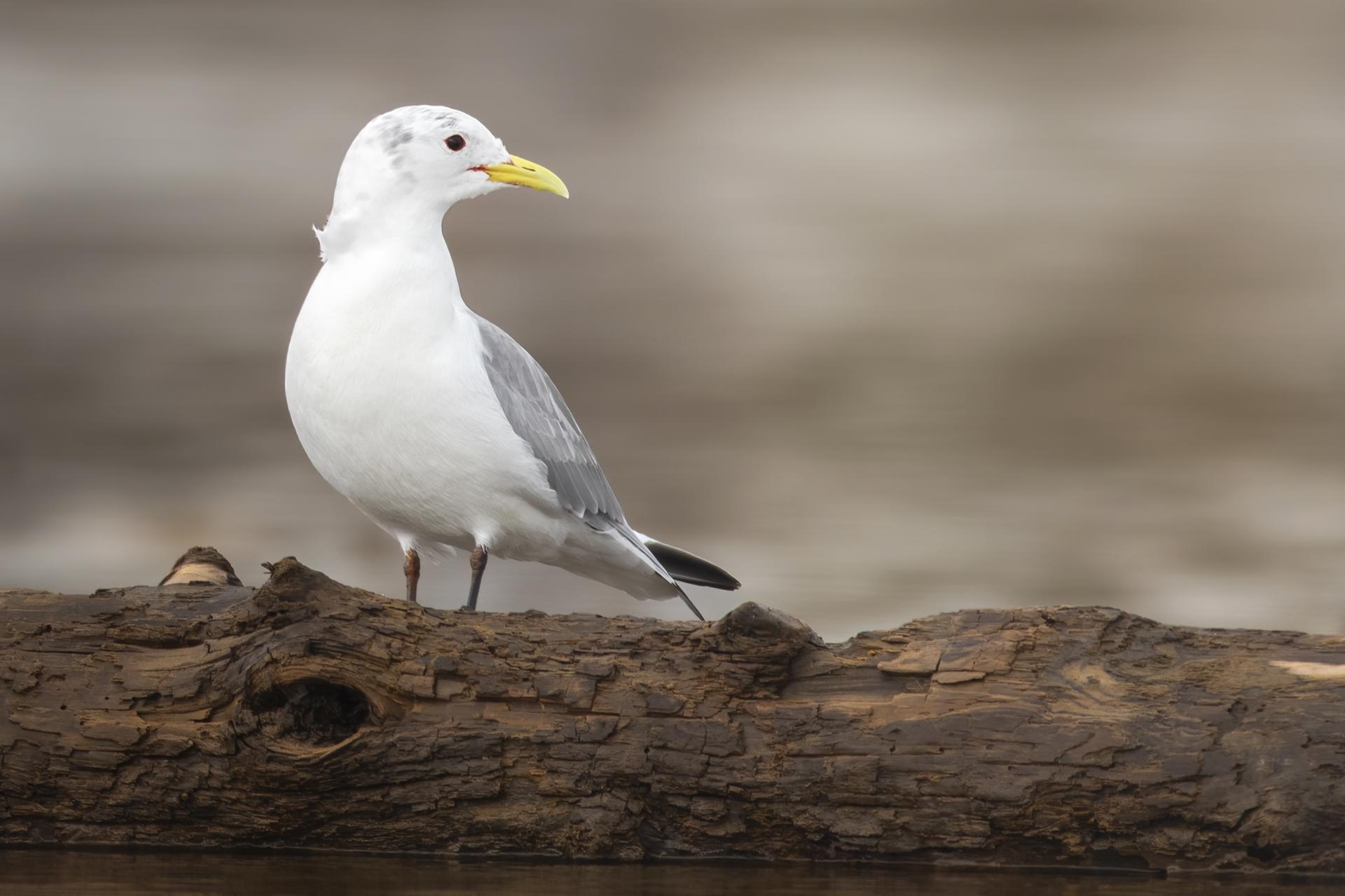 mouette-tridactyle-black-legged-kittiwake