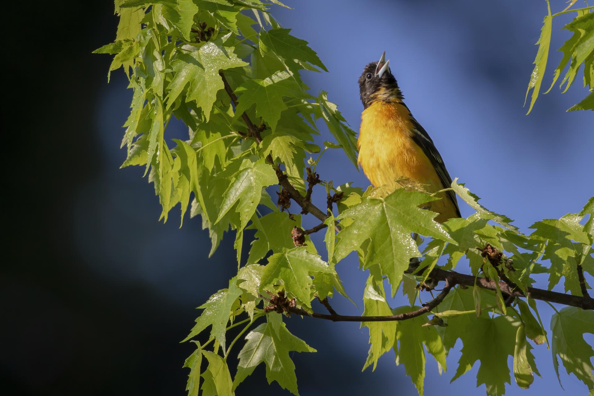 oriole-de-baltimore-Baltimore-oriole