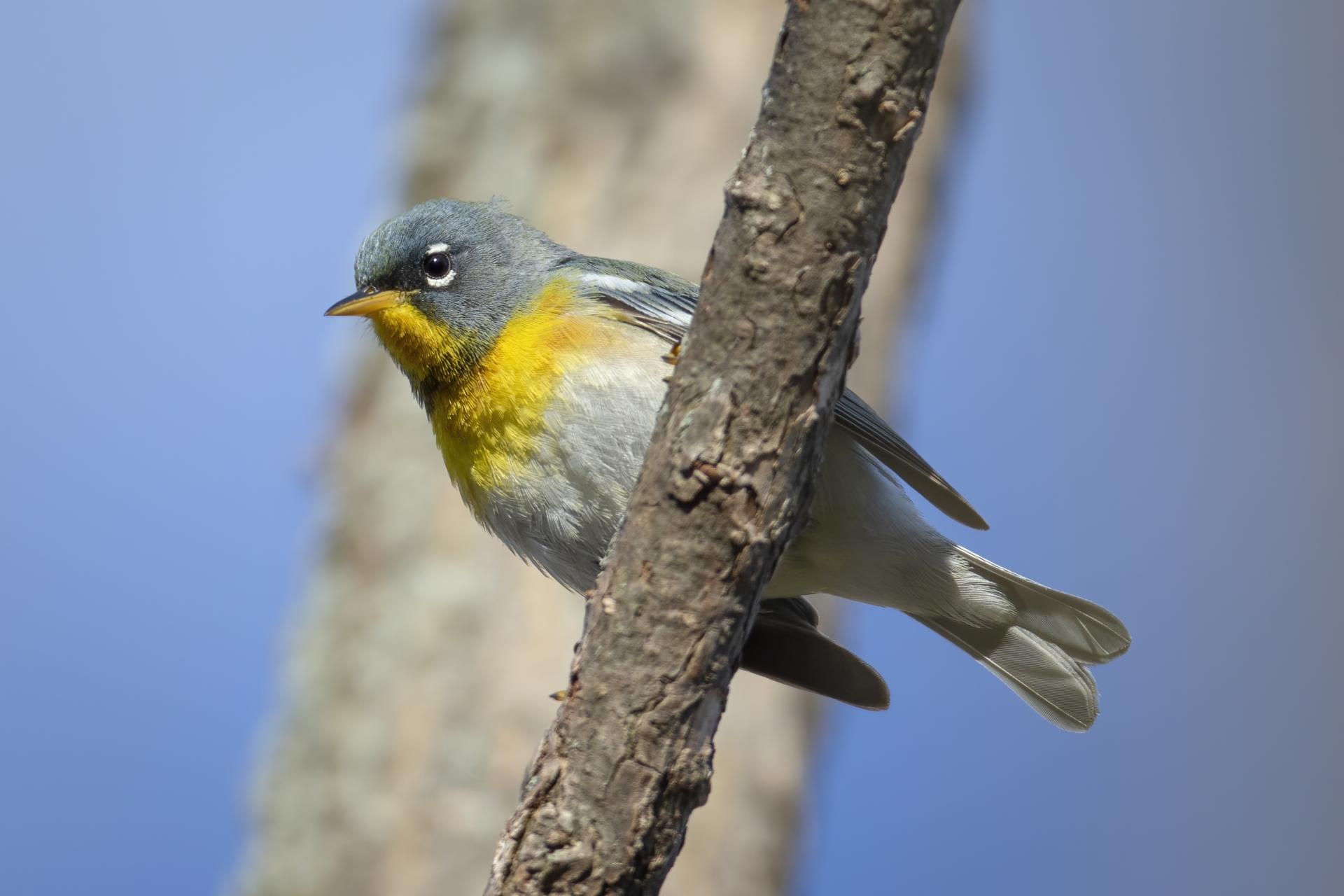 paruline-a-collier-Northern-parula