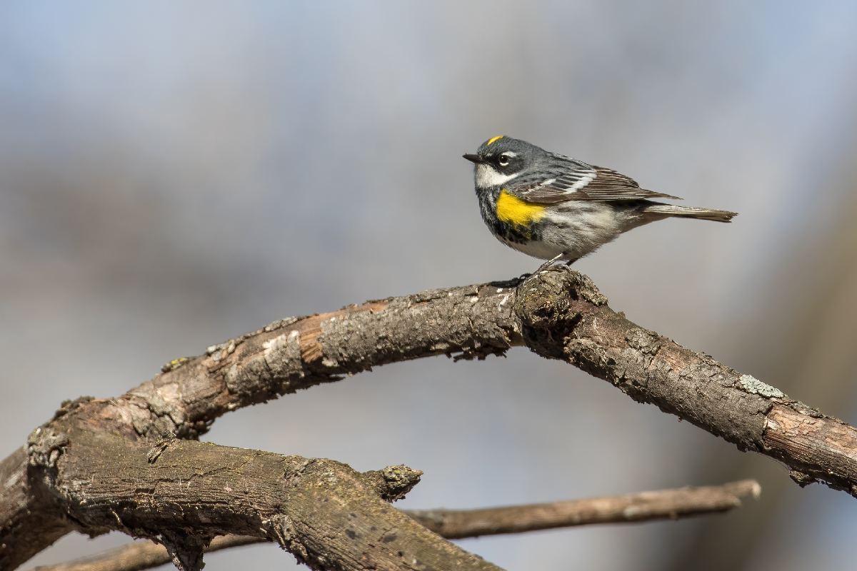 paruline-a-croupion-jaune-yellow-rumped-warbler