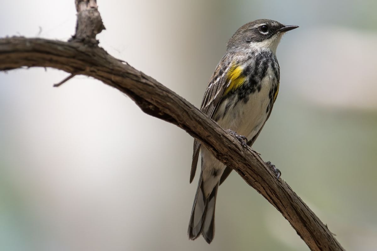 paruline-a-croupion-jaune-yellow-rumped-warbler