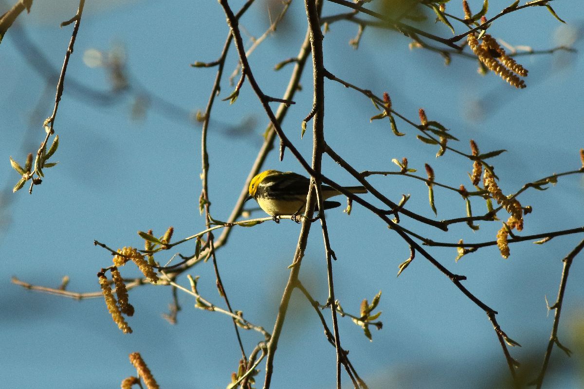 paruline-a-gorge-noire-black-throated-green-warbler