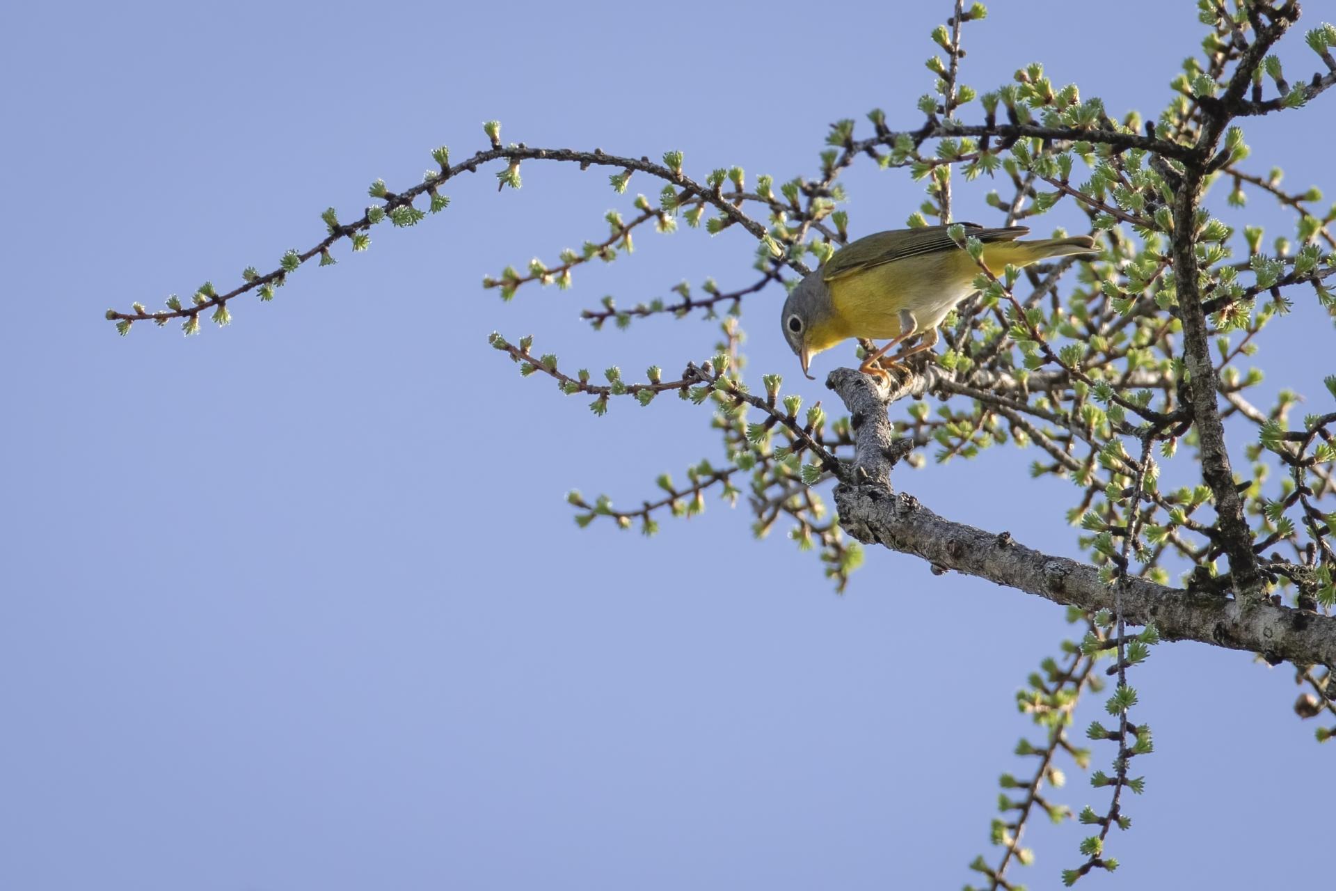 paruline-a-joues-grises-Nashville-warbler