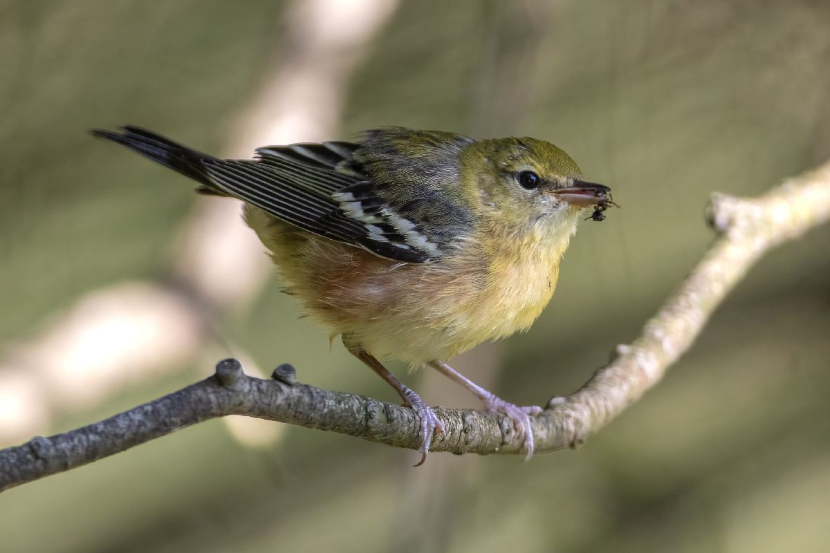 paruline-a-poitrine-baie-bay-breasted-warbler