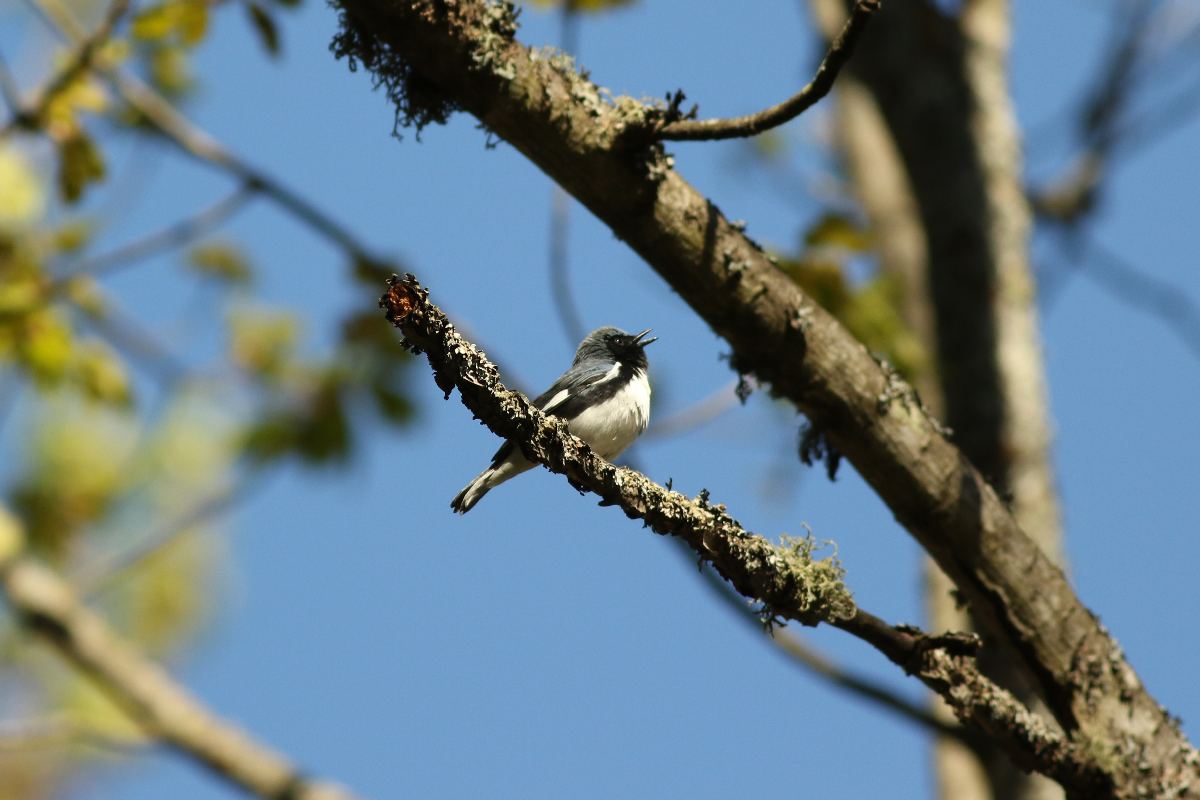 paruline-bleue-black-throated-blue-warbler