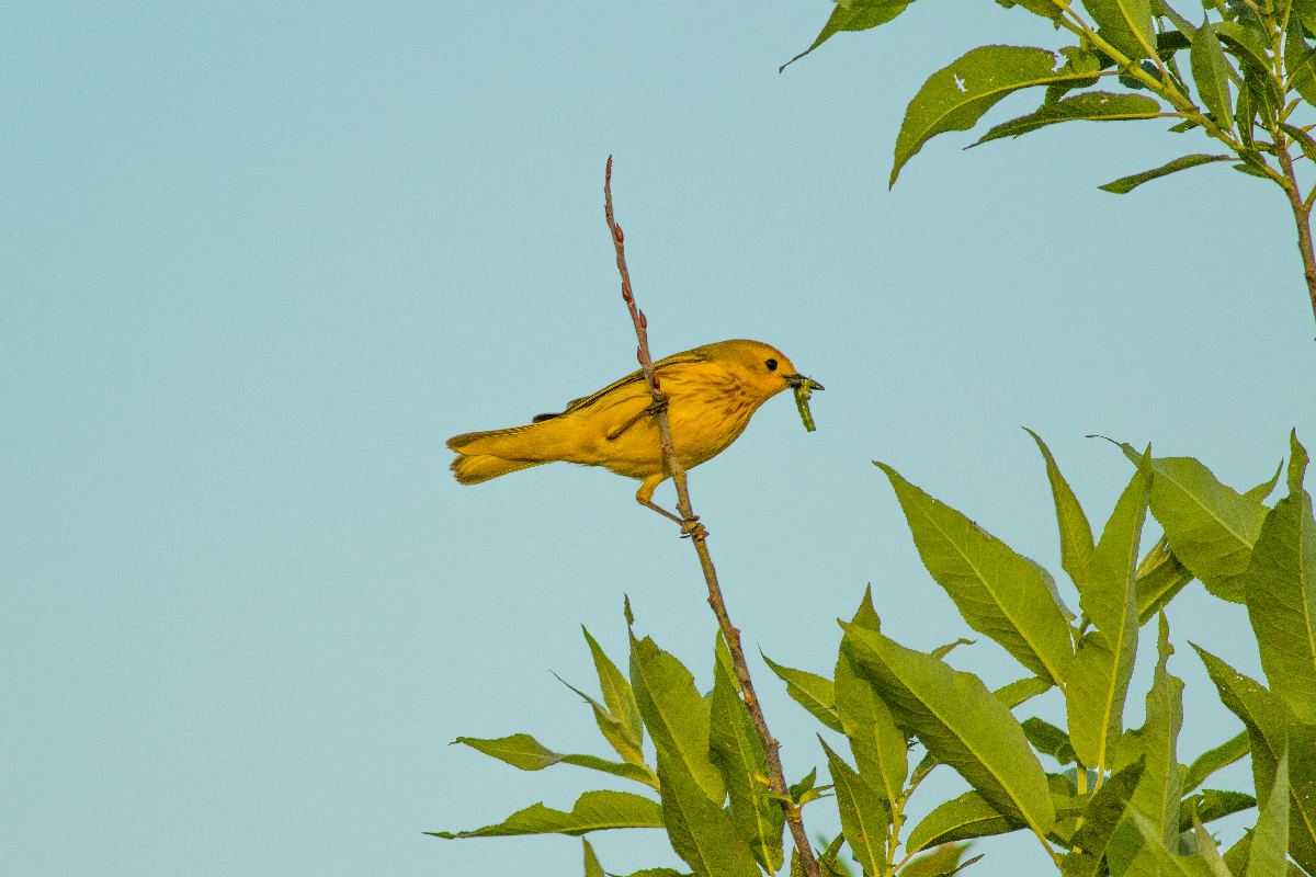 paruline-jaune-yellow-warbler