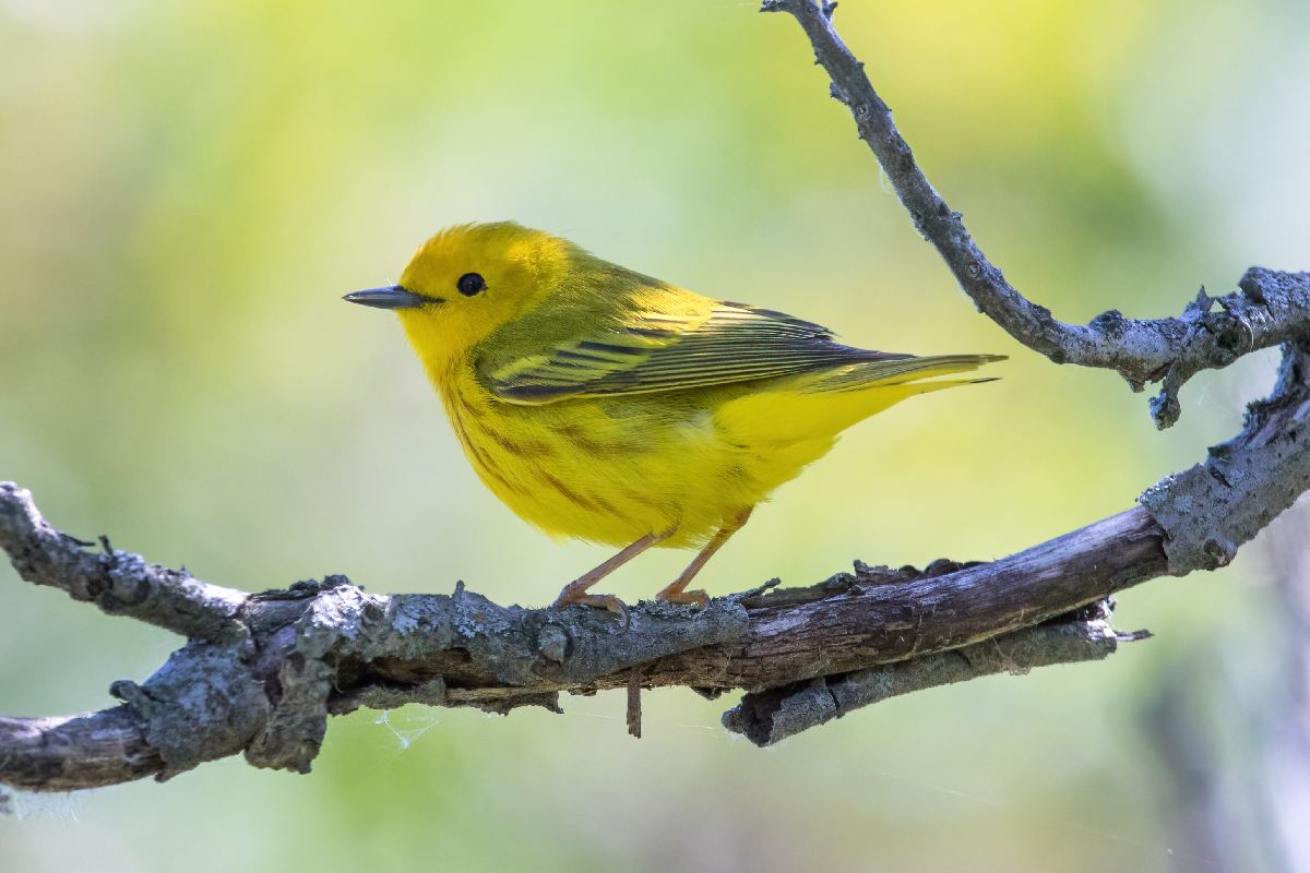 paruline-jaune-yellow-warbler