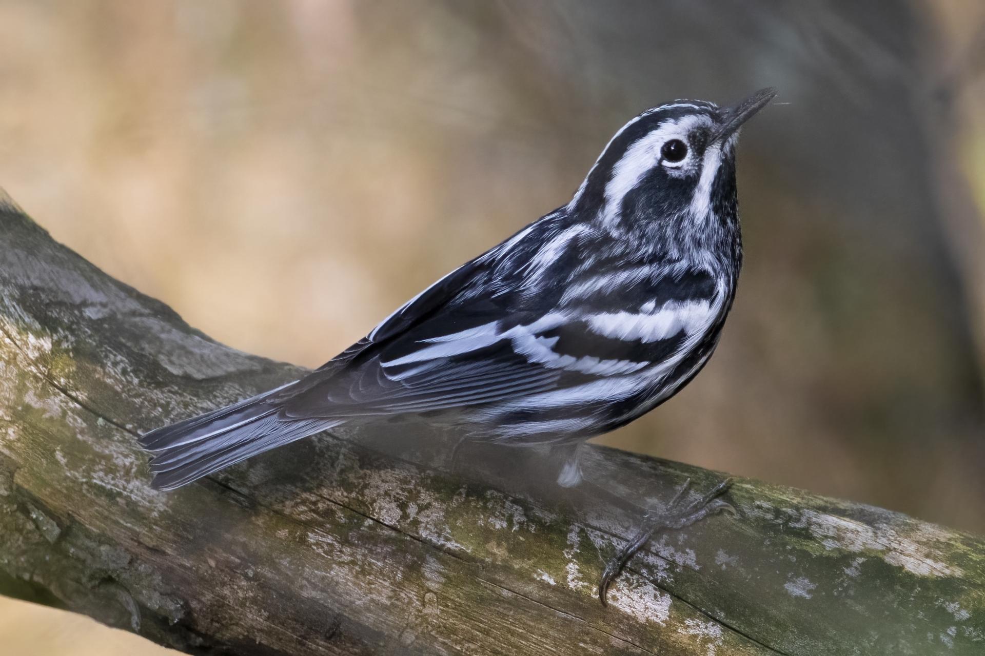 paruline-noir-et-blanc-black-and-white-warbler