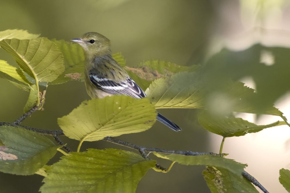 paruline-rayee-blackpoll-warbler