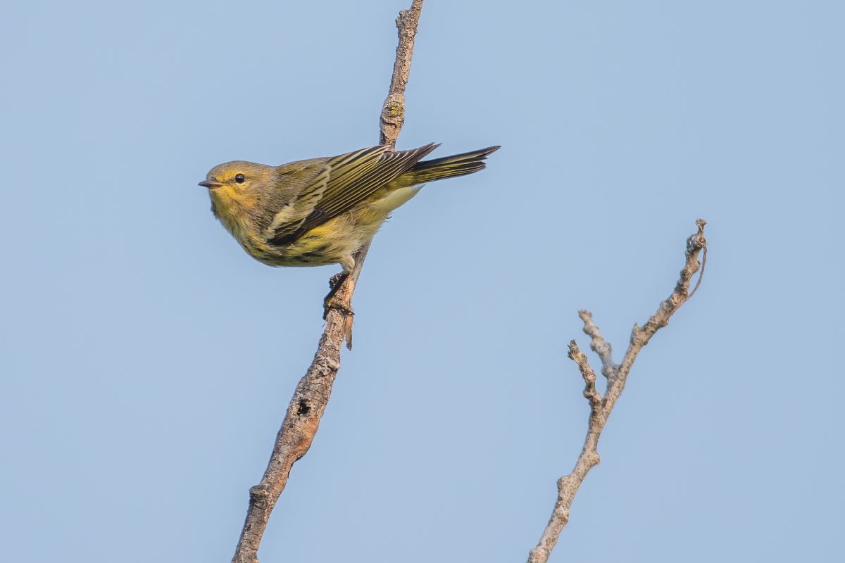 paruline-tigree-Cape-May-warbler