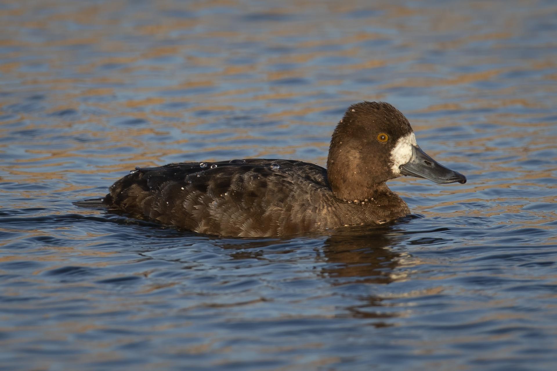 petit-fuligule-lesser-scaup