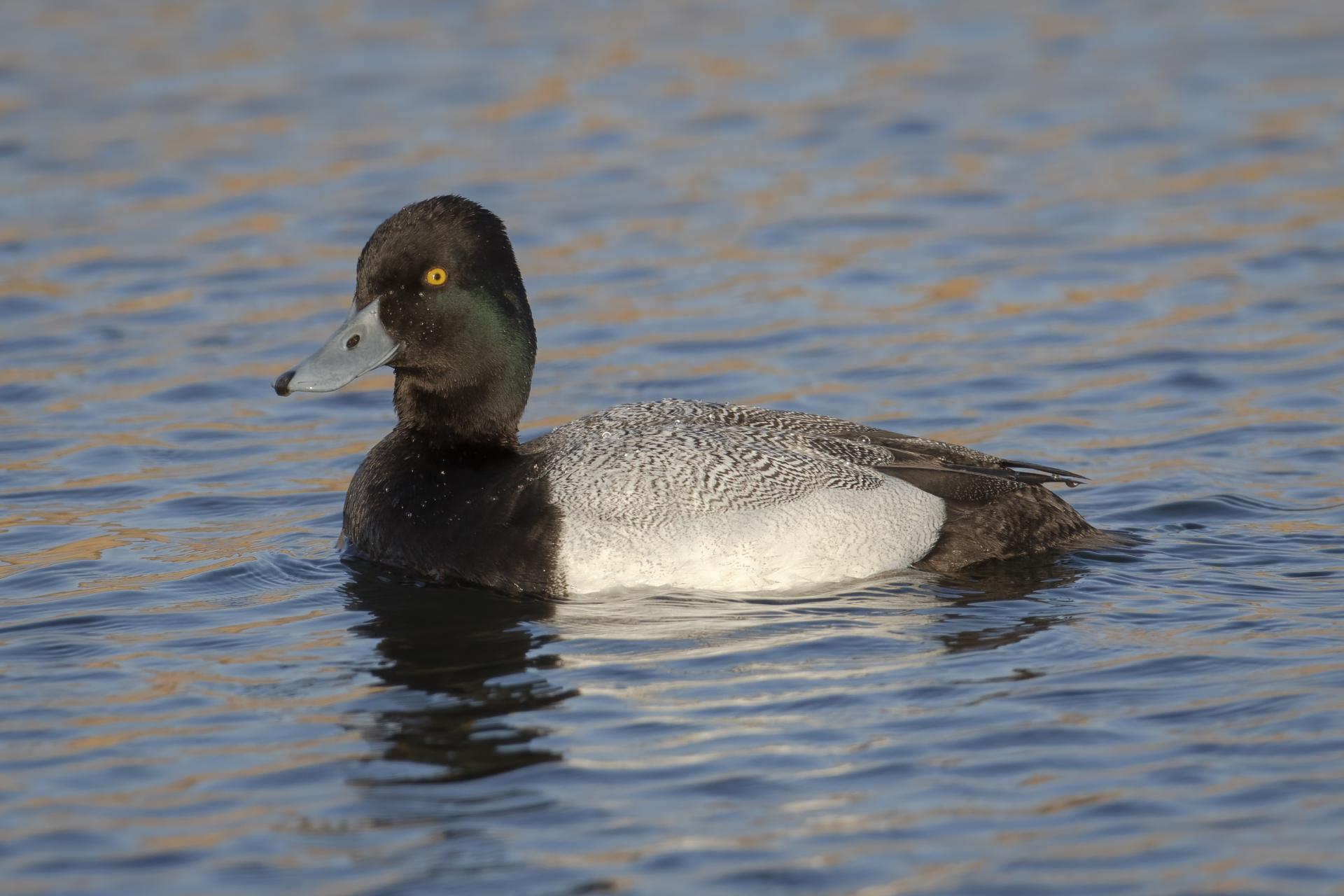 petit-fuligule-lesser-scaup