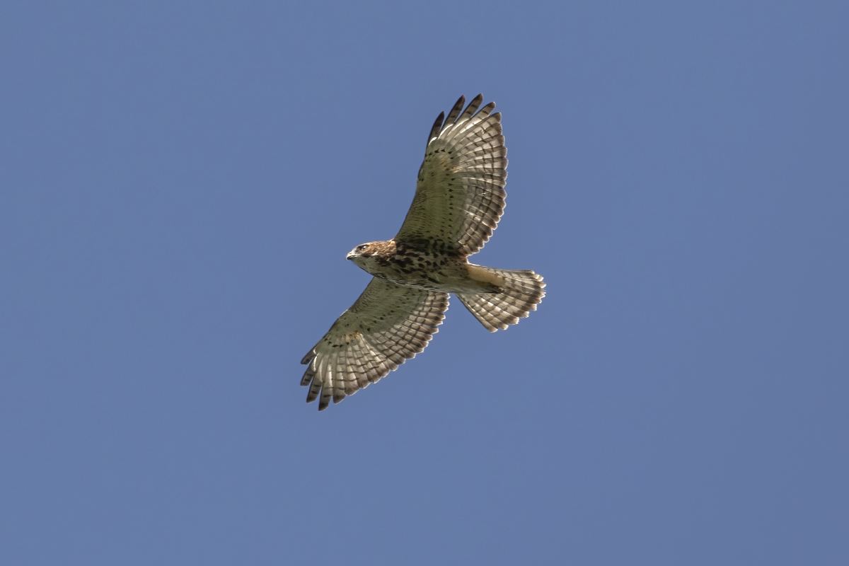petite-buse-broad-winged-hawk