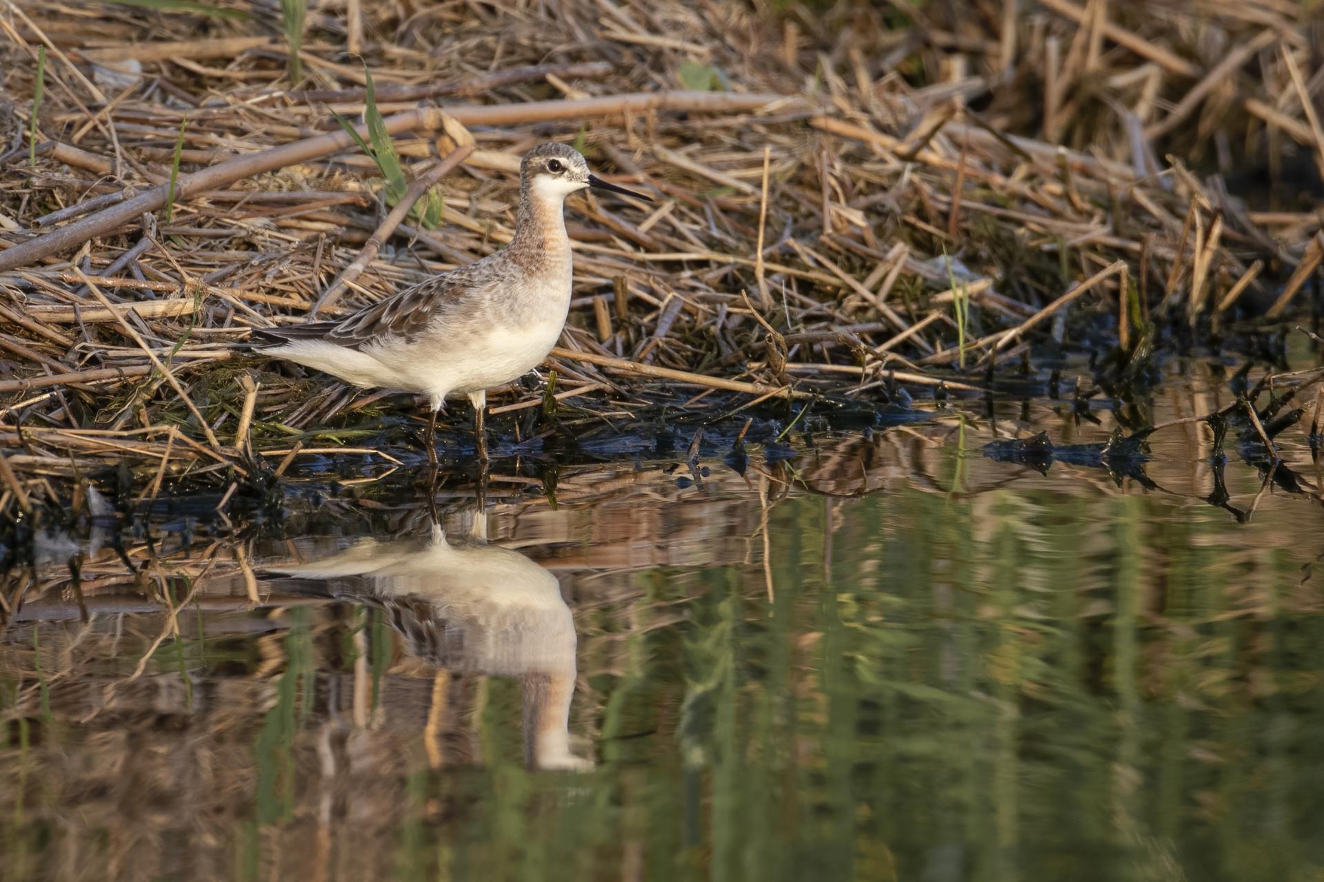 phalarope-de-wilson