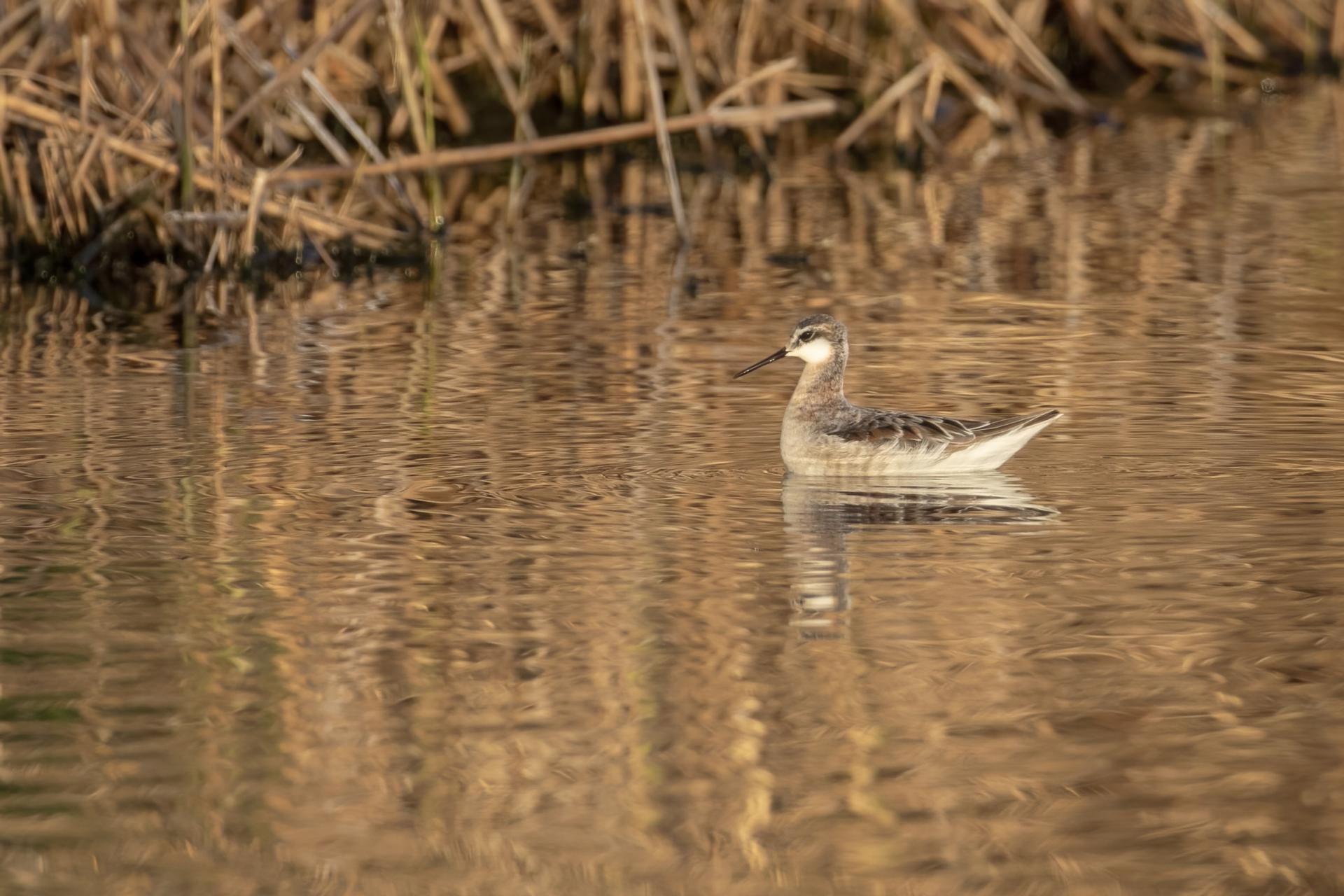 phalarope-de-wilson