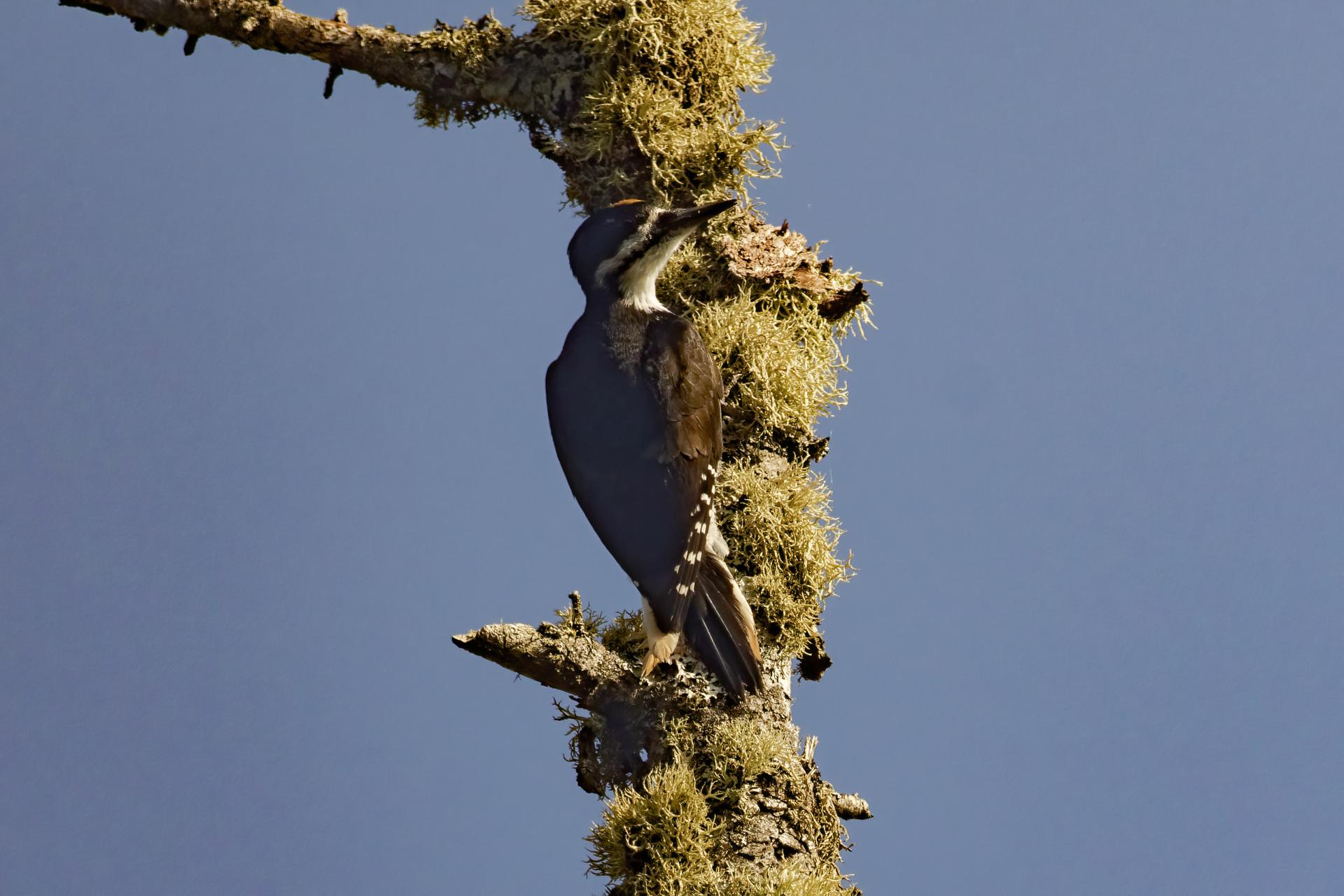 pic-a-dos-noir-black-backed-woodpecker