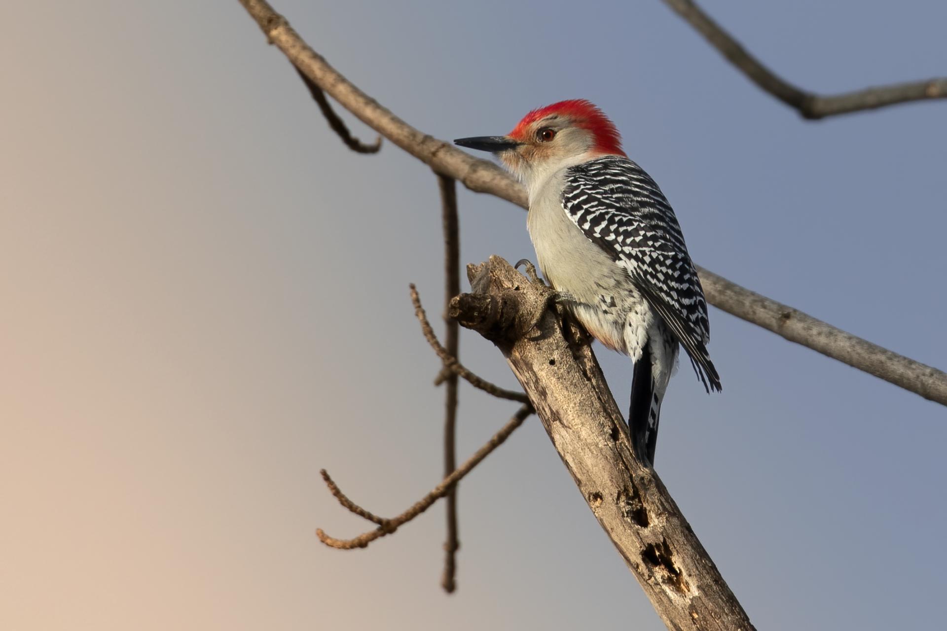 pic-a-ventre-roux-red-bellied-woodpecker