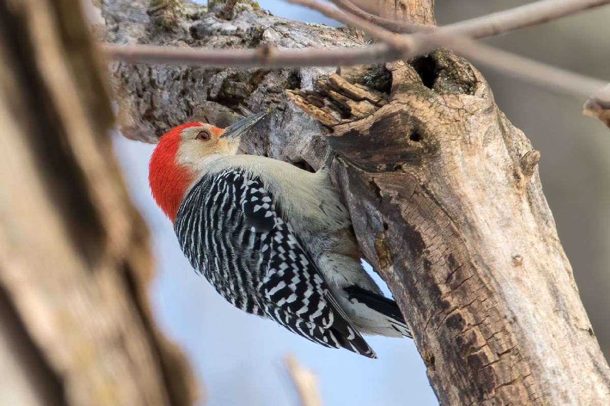 pic-a-ventre-roux-red-bellied-woodpecker