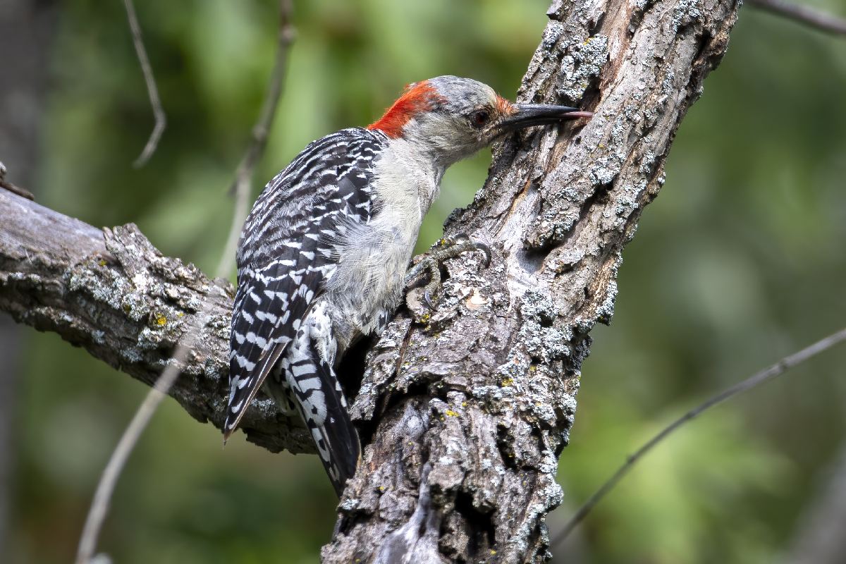 pic-a-ventre-roux-red-bellied-woodpecker