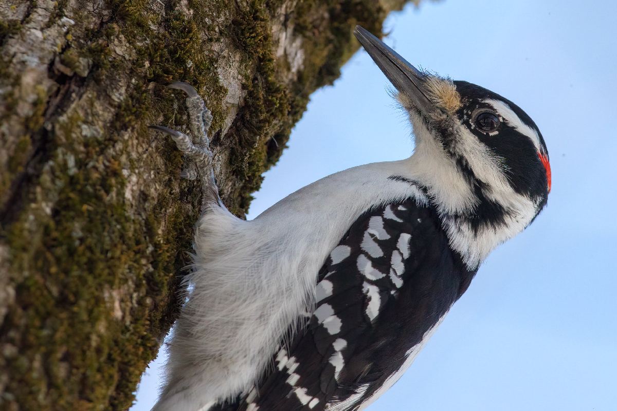 pic-chevelu-hairy-woodpecker