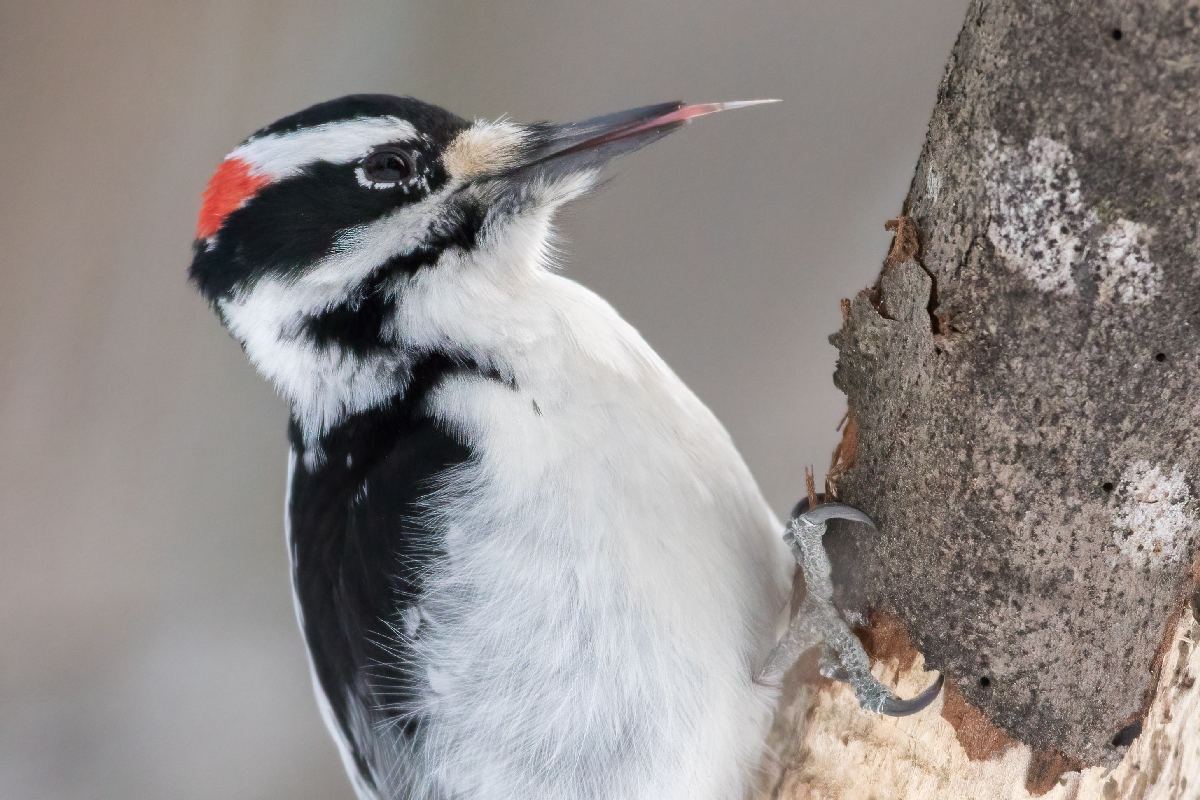 pic-chevelu-hairy-woodpecker