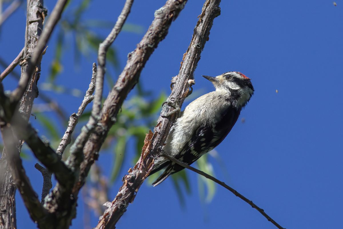 pic-mineur-downy-woodpecker