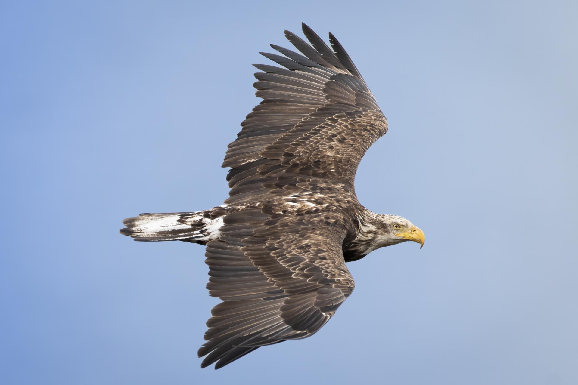 pygargue-a-tete-blanche-bald-eagle