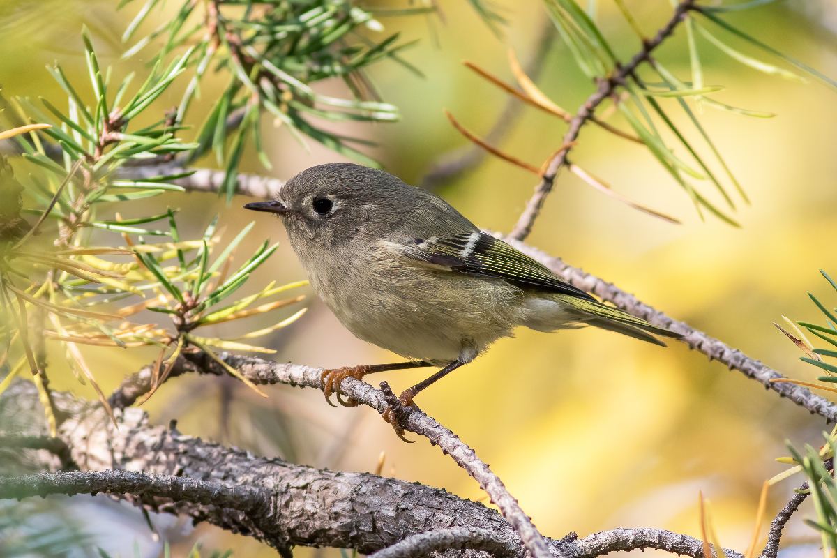 roitelet-a-couronne-rubis-ruby-crowned-kinglet