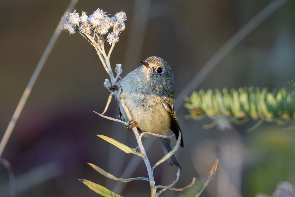 roitelet-a-couronne-rubis-ruby-crowned-kinglet