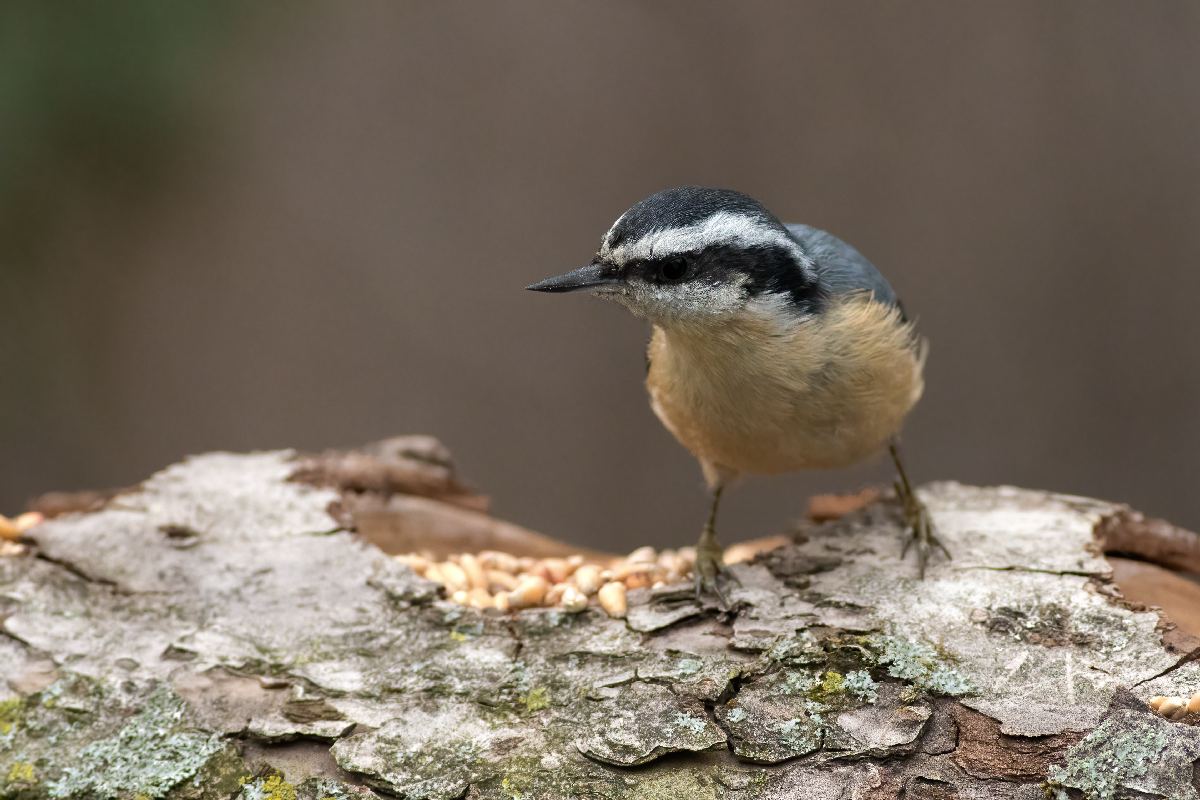 sittelle-a-poitrine-rousse-red-breasted-nuthatch