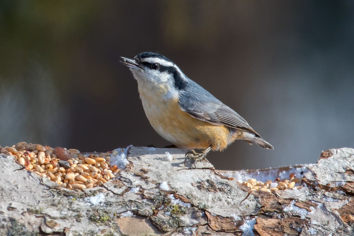 sittelle-a-poitrine-rousse-red-breasted-nuthatch