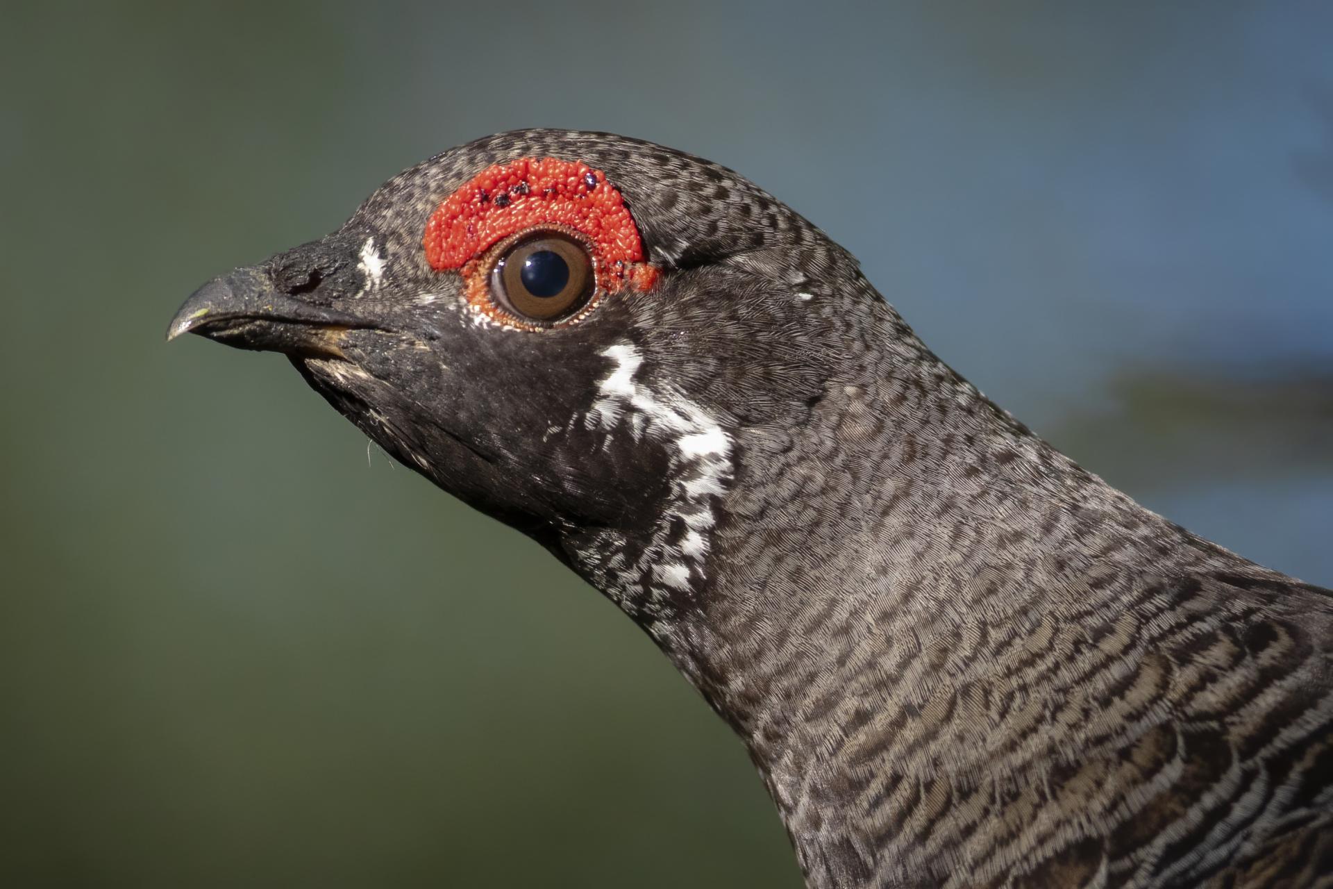 tetras-du-canada-spruce-grouse