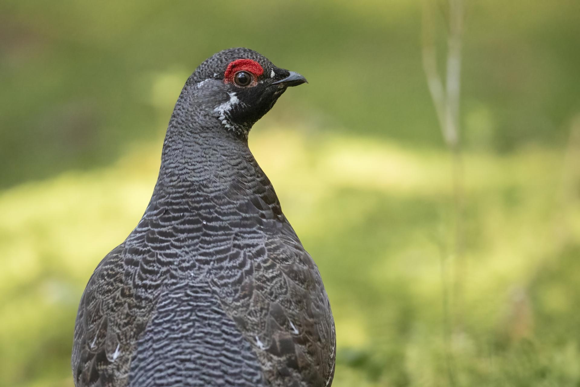 tetras-du-canada-spruce-grouse