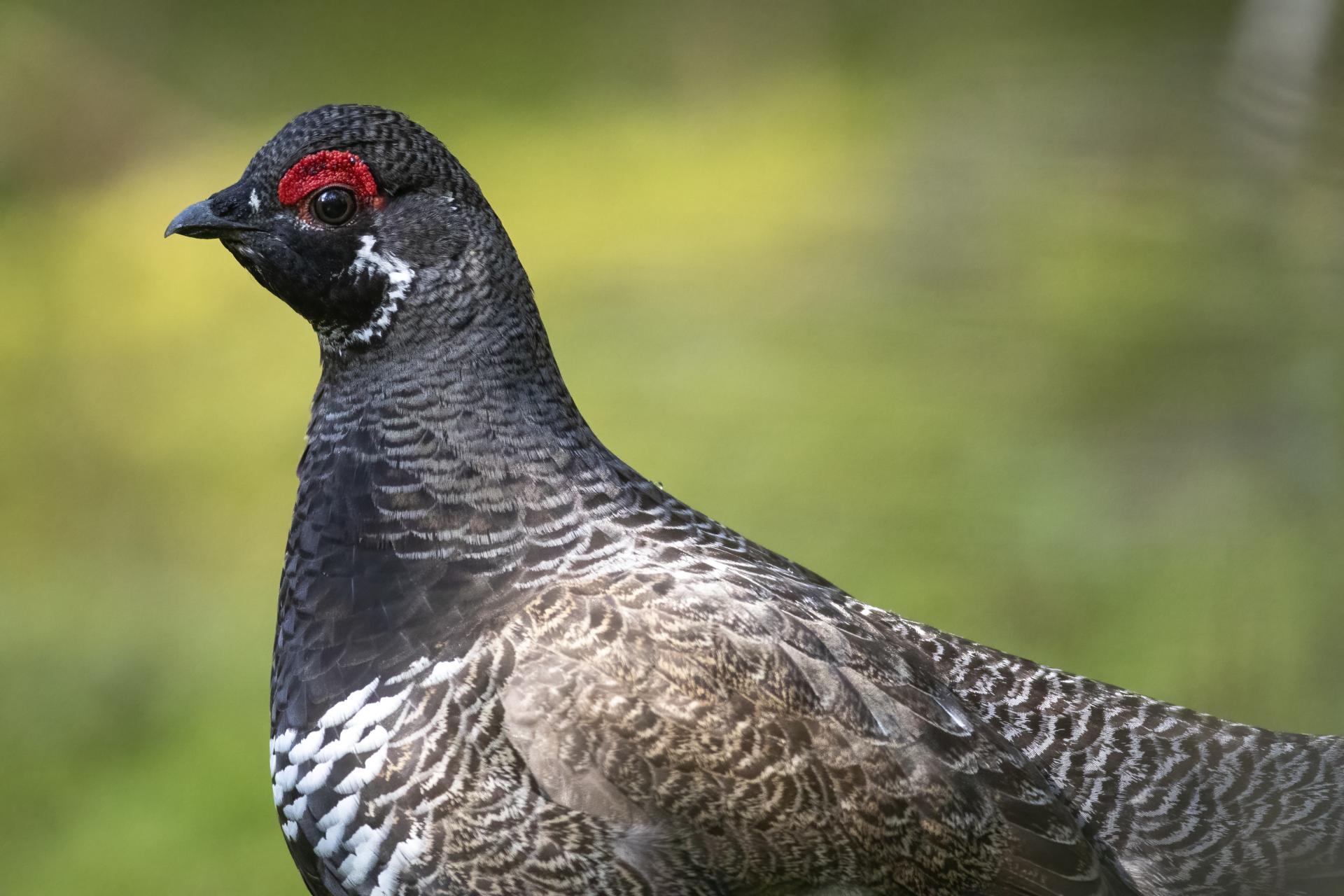 tetras-du-canada-spruce-grouse