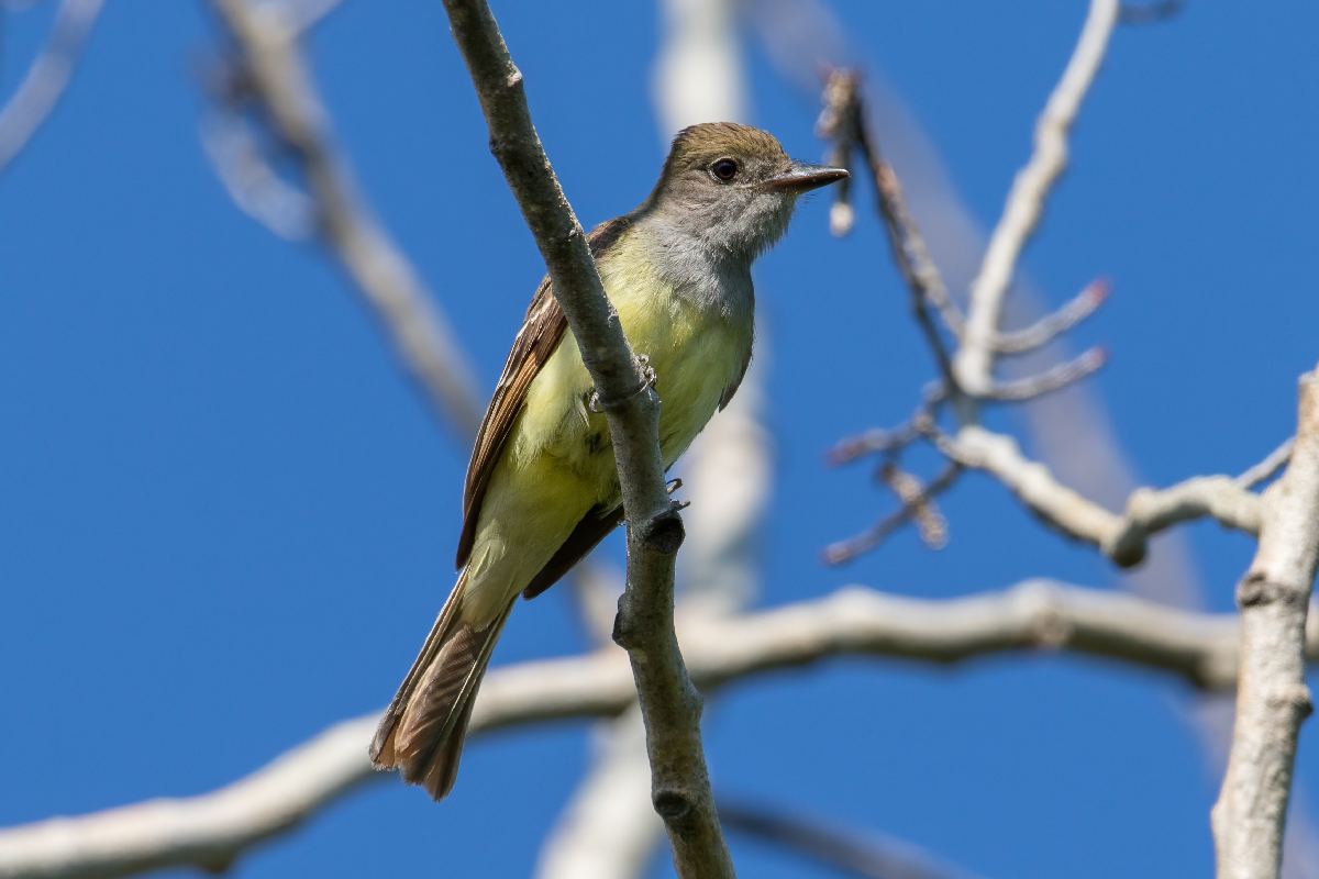tyran-huppe-great-crested-flycatcher