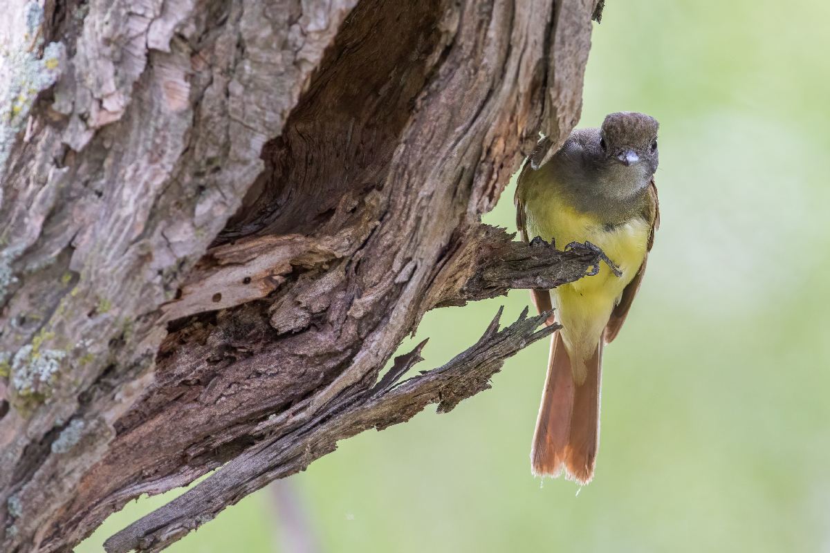tyran-huppe-great-crested-flycatcher