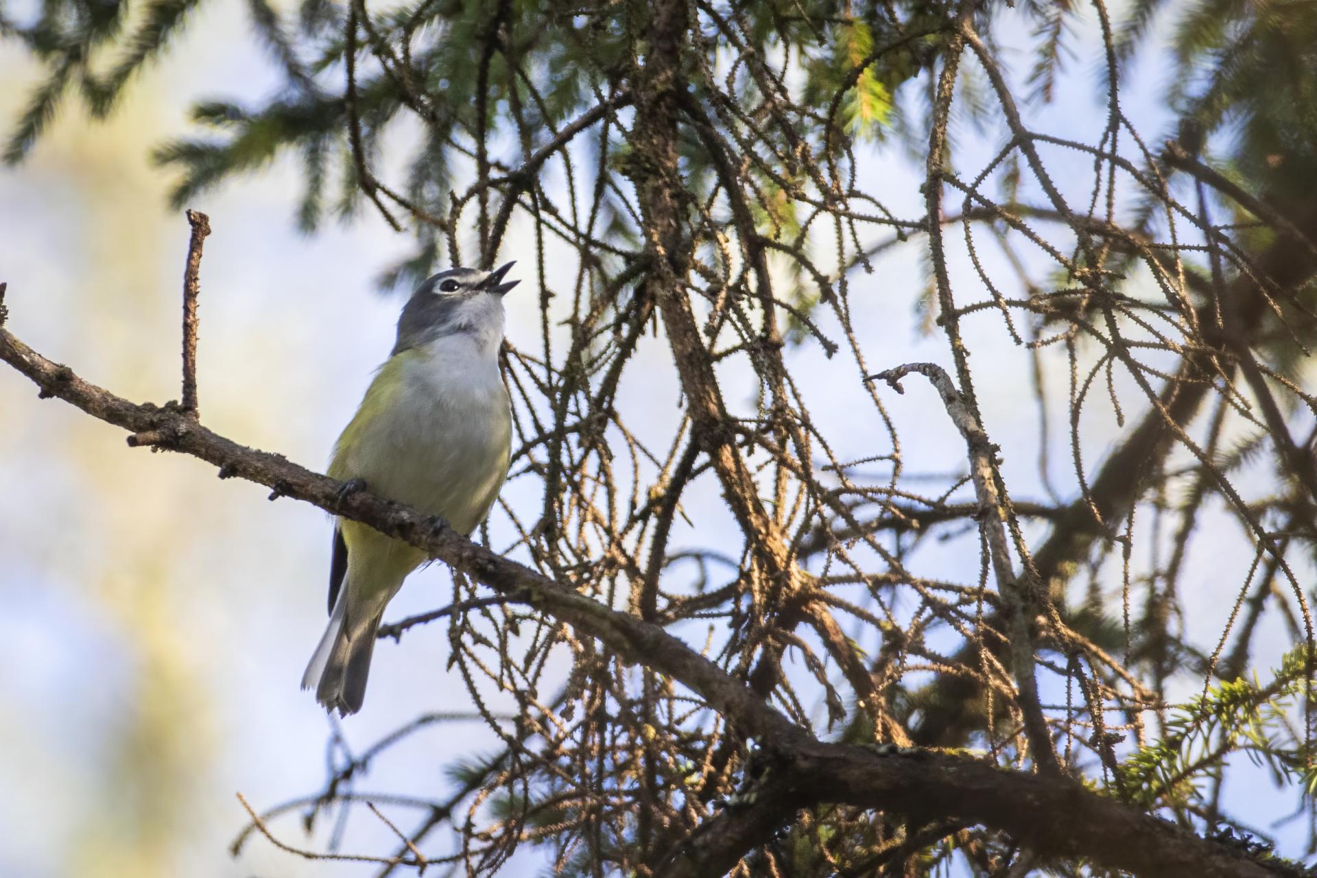 vireo-a-tete-bleue-blue-headed-vireo
