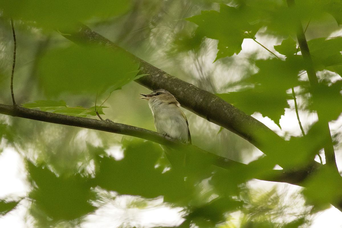 vireo-aux-yeux-rouges-red-eyed-vireo