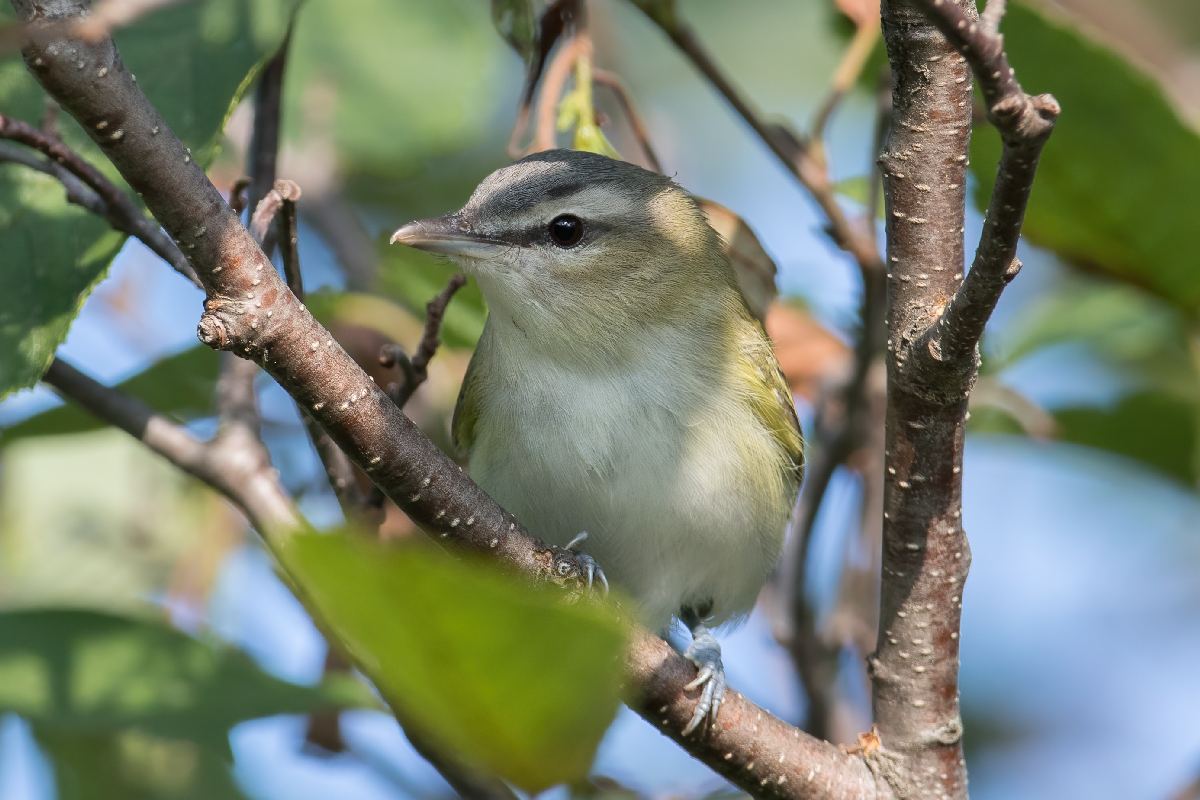 vireo-aux-yeux-rouges-red-eyed-vireo