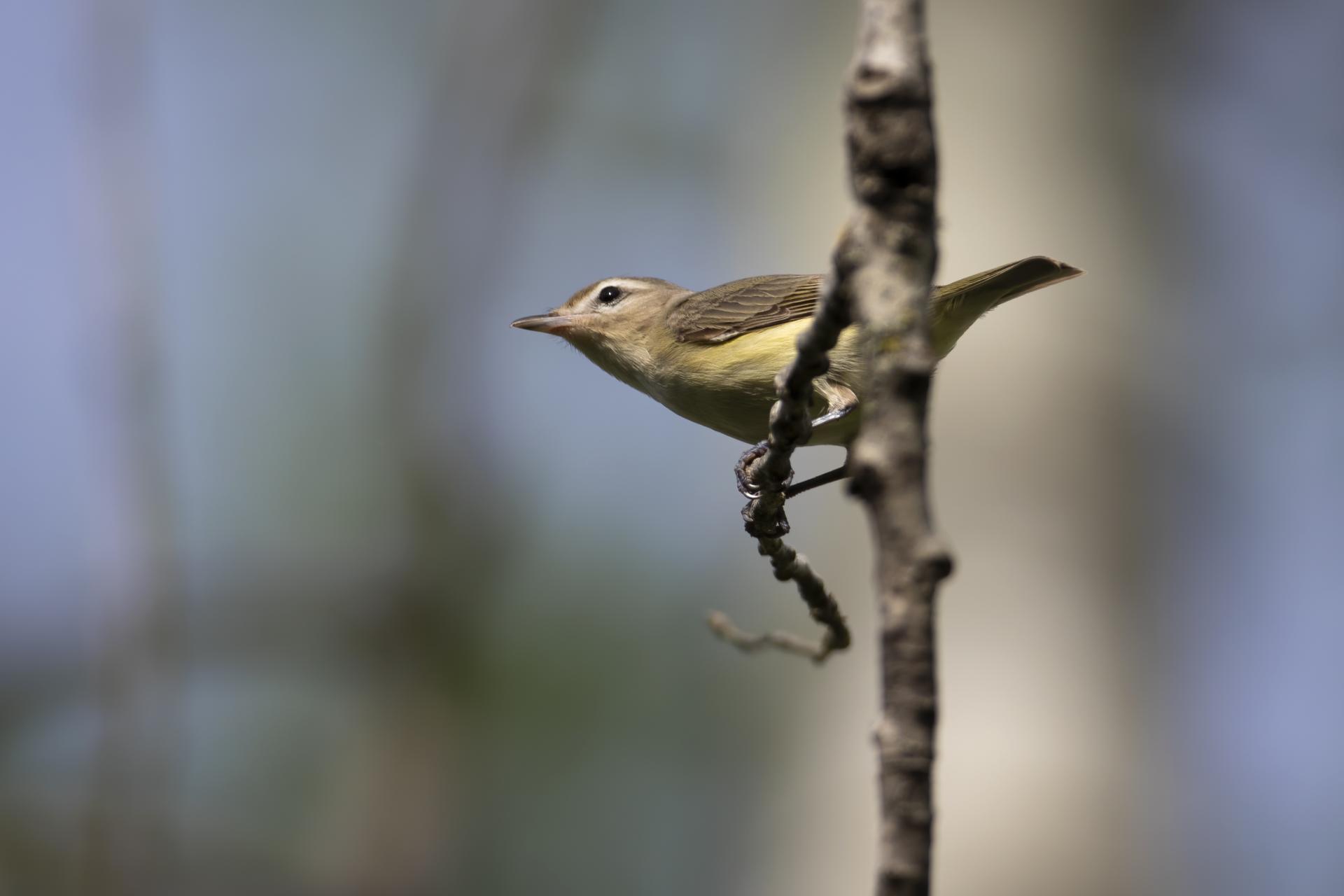 vireo-melodieux-warbling-vireo